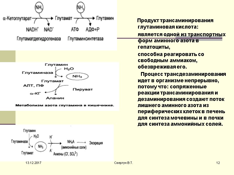 Продукт трансаминирования глутаминовая кислота:       является одной из транспортных